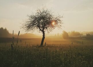 Czym przemywać rany po szyciu? Czym przemywać rany po szyciu?