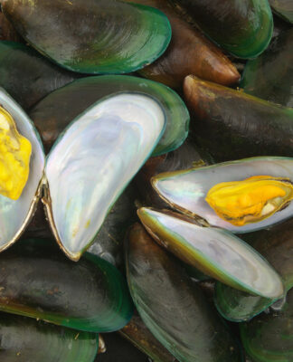 Omułek zielonowargowy