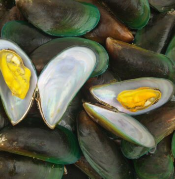 Omułek zielonowargowy